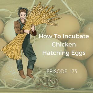 How To Incubate Chicken Eggs Step By Step