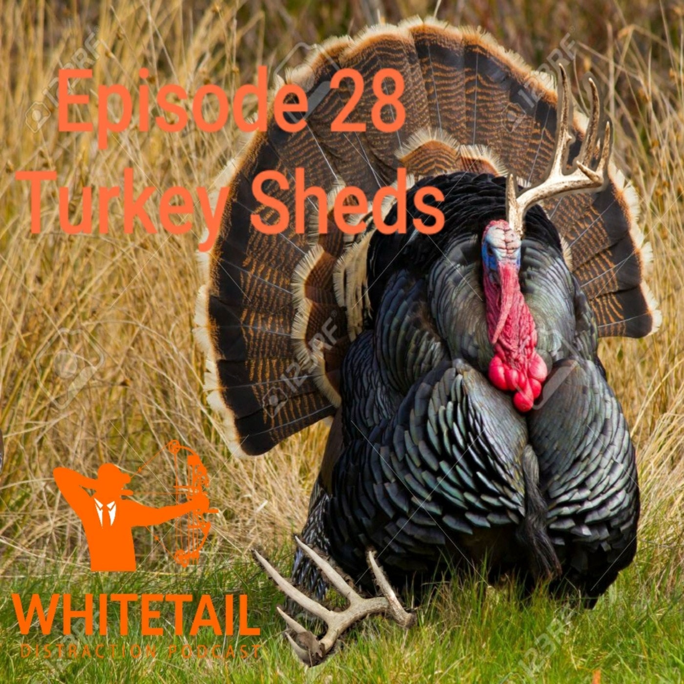 The Whitetail Distraction Podcast