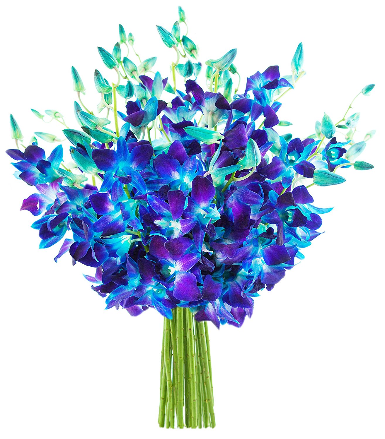 Blue Orchid Flower Meaning | Best Flower Site