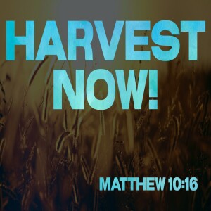 Harvest Now!