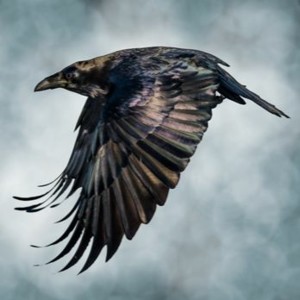 #51 Raven’s Flight:  Amorphis_Anneke_Delain_Somnet_Armor of God