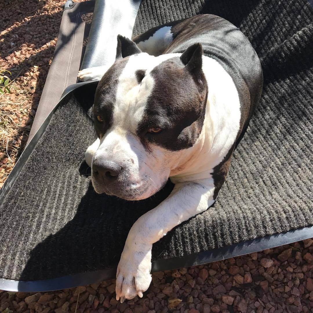 Knowing WHY Our Dogs Still Get Sick