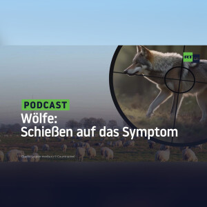 Wölfe: Schießen auf das Symptom