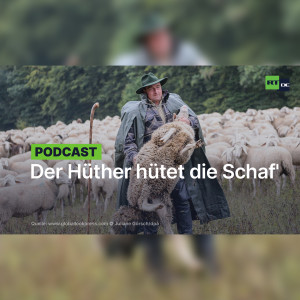 Der Hüther hütet die Schaf'