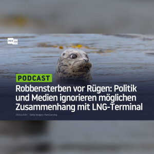 Robbensterben vor Rügen: Politik und Medien ignorieren möglichen Zusammenhang mit LNG-Terminal