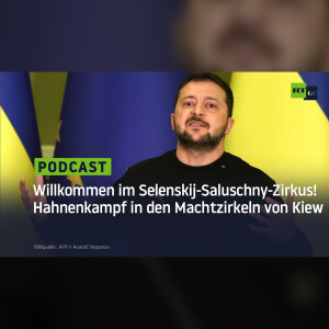 Willkommen im Selenskij-Saluschny-Zirkus! Hahnenkampf in den Machtzirkeln von Kiew