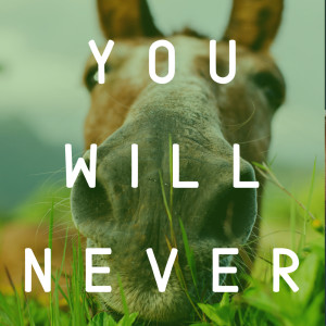 You Will Never