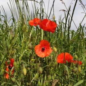 Coming to your senses-Beate-25 min- EN