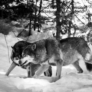 Talk: Which wolf do you feed? - Beate - 6  min - EN