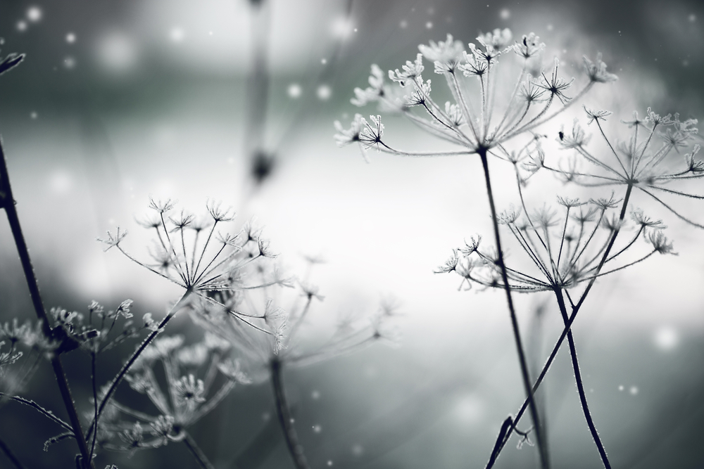 Connection meditation_Lorinda