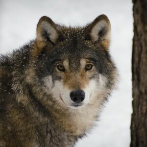 219. Podcast Mužom.sk: Moudrost vlků (Elli H. Radingerova)