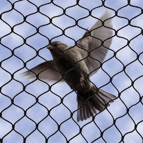 Best Bird Proofing Birmingham