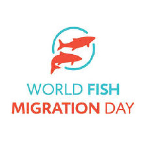 090 - World Fish Migration Day with Herman Wanningen