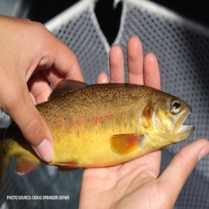 039 - Gila Trout with Nate Wiese