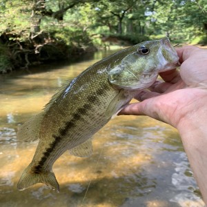 076 - River Stories, Black Bass, & Fish Art with Hank Hershey