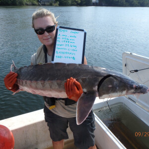 287 - South Carolina's diadromous fishes with Ellen Waldrop