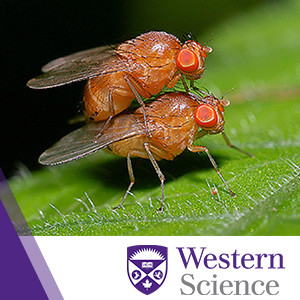 WSS S2E5: The Genetic Basis for Courtship and Mating Behaviour with Amanda Moehring