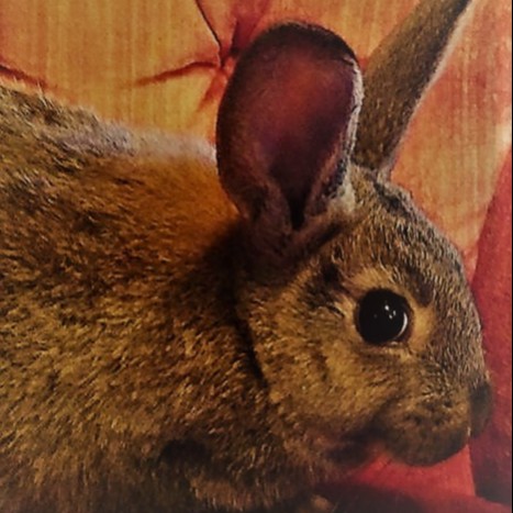 Solidarity House #31 — Tell Me about the Rabbits, Comrade (12/22/21)