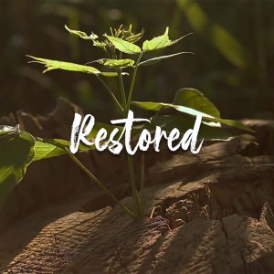 Restored: Healthy Cycles: Horizontal Restoration