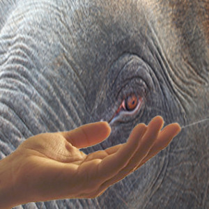 Should we touch elephants?
