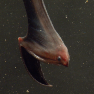 The Gulper Eel and a journey to the deep dark sea