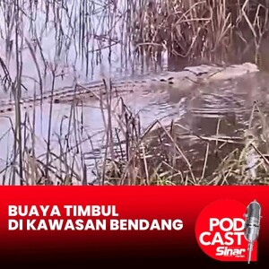 Buaya timbul di kawasan bendang