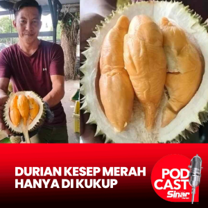 Durian kesep merah Kukup jadi buruan