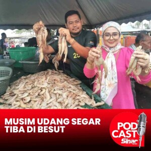 Musim udang putih segar 'mendarat' di Kuala Besut