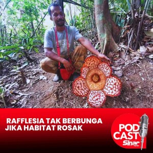 Rafflesia 'merajuk', tidak berbunga selamanya jika habitat dirosakkan