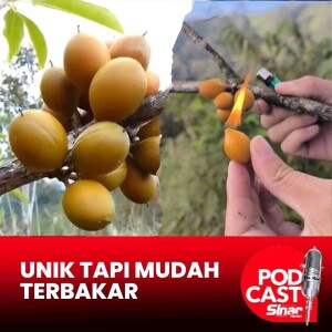 Buah kerosin unik tapi mudah terbakar