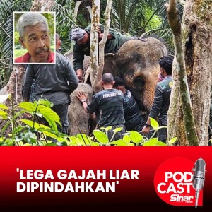 Pengusaha kebun durian lega gajah liar dipindahkan