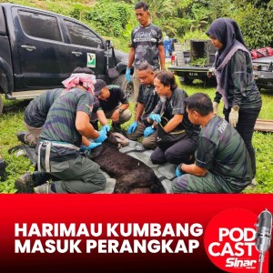 Harimau kumbang baham kambing masuk perangkap