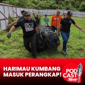 Harimau kumbang baham anjing masuk perangkap