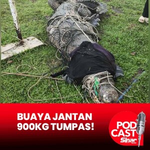 Lebih tiga jam tangkap buaya tembaga 900kg