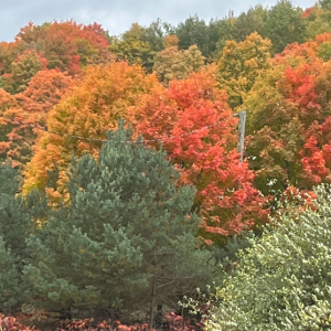 Season 4 | Episode 1 - Noticing God through the seasons with Julie Eickenroth, Freedom Farm Ministries