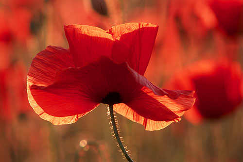 Sunday 09 November 2014; Remembrance Sunday