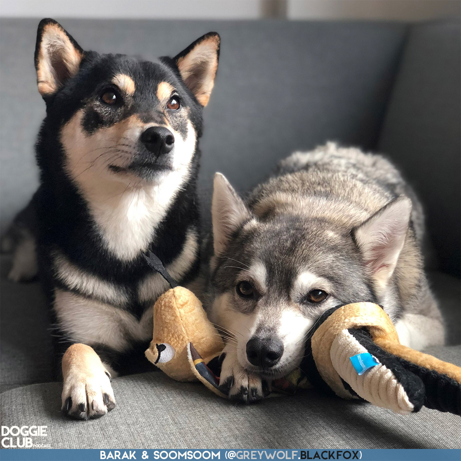 Doggie Club