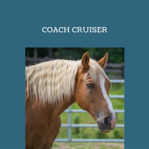Equine Inspired Life with Schelli Whitehouse: Direction and Connection