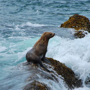 Saving Sea Lions from The Museum Lab