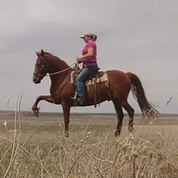 Equestrian Author Spotlight Podcast