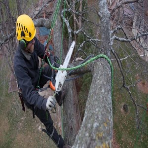Tree Surgeons Dublin