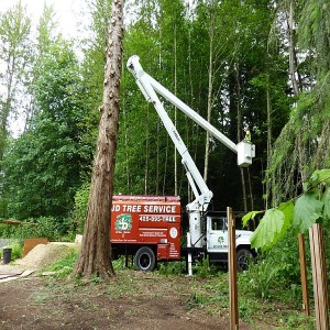Tree Surgery Dublin