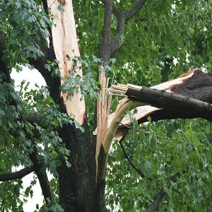 Tree Surgeon Dublin