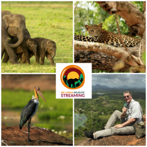 Audiotravels with Henry Barchet: Wildlife Streaming in Sri Lanka