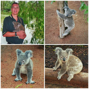 Audiotravels mit Henry Barchet: Victoria - Einschlafen beim Koala zählen