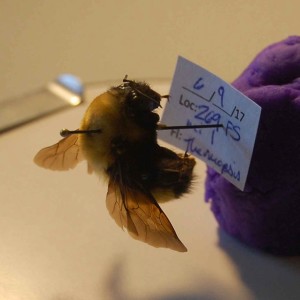 Ep. 27: The Bees of Bandelier, Snail Memories, Is Science Really Broken?