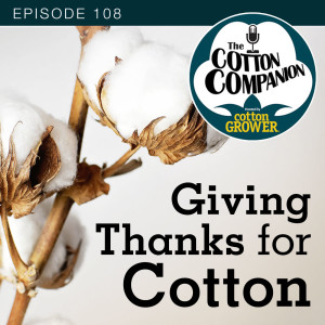 Giving Thanks for Cotton