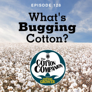 What’s Bugging Cotton?