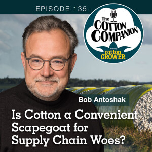 Is Cotton a Convenient Scapegoat for Supply Chain Woes?