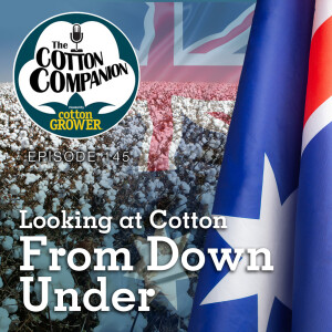 Looking at Cotton From Down Under